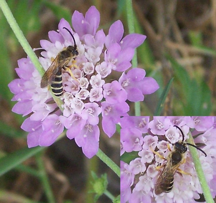 Halictus sp.