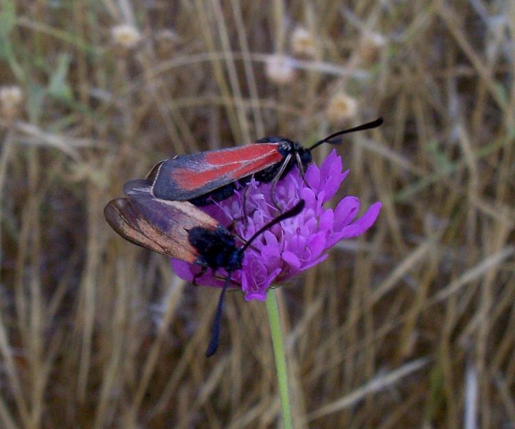 Zygaena (Mesembrynus) erythrus