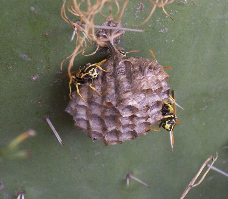 Imenotteri nel nido: Polistes dominulus