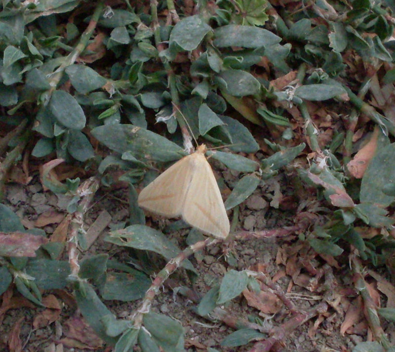 Farfallina da identificare - Rhodometra sacraria