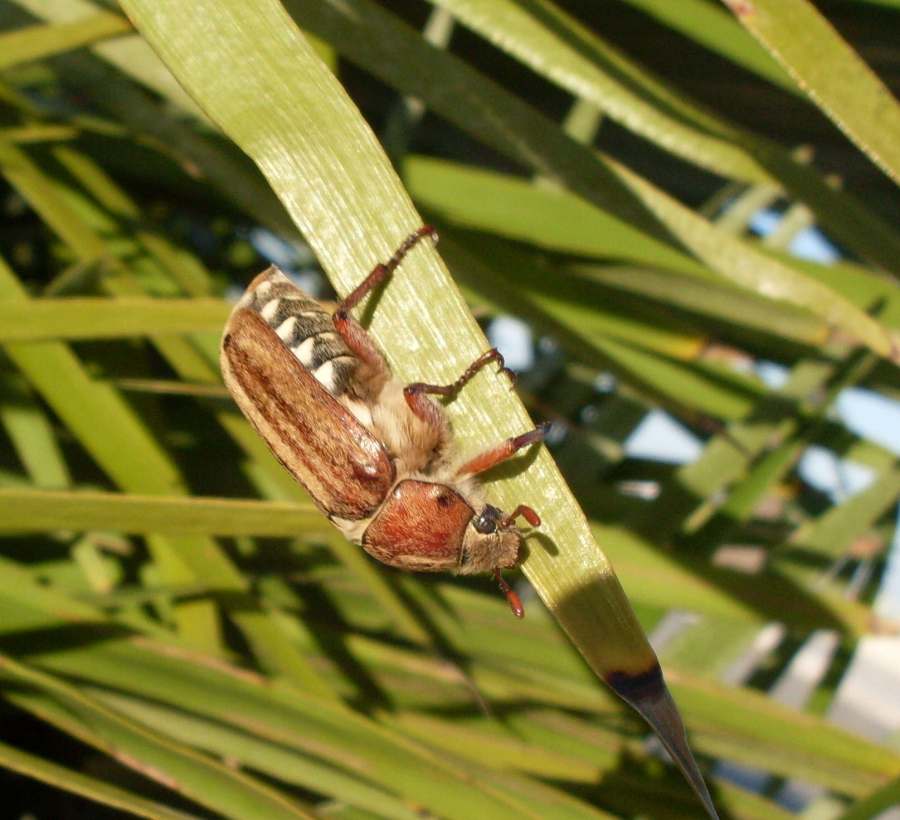 Anoxia sp.?