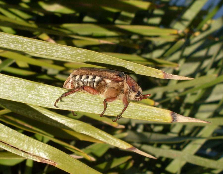 Anoxia sp.?