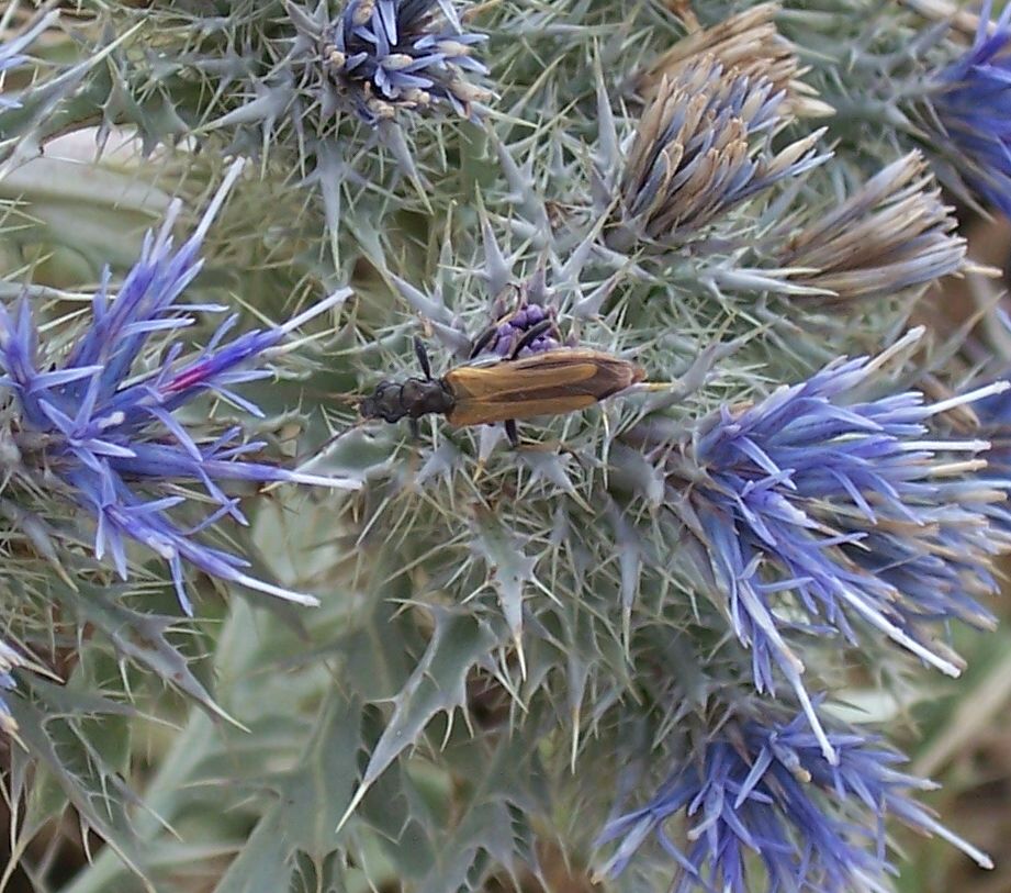 Oedemera simplex della Puglia