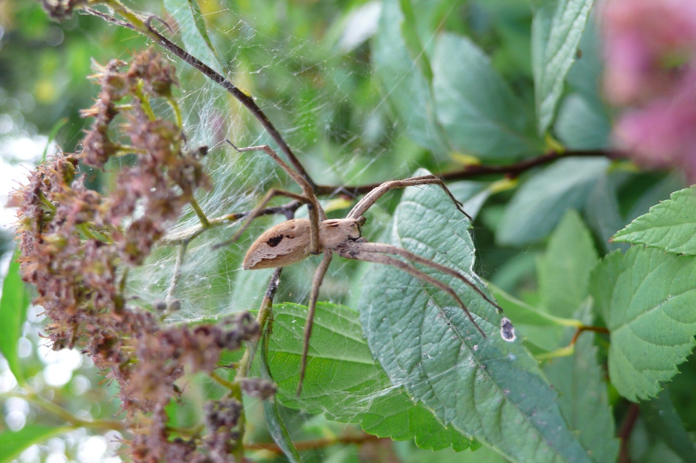 Pisaura sp.