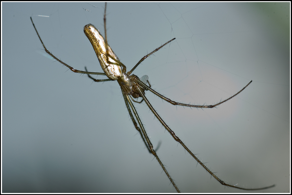 Tetragnatha sp.