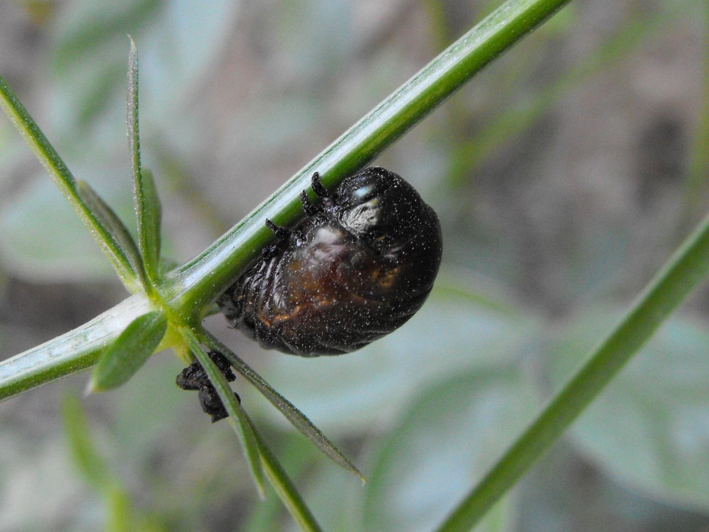 Larva di Chrysomelidae