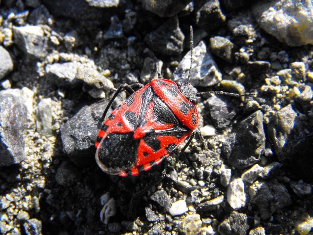 Pentatomidae: Eurydema ventralis della Liguria (GE)