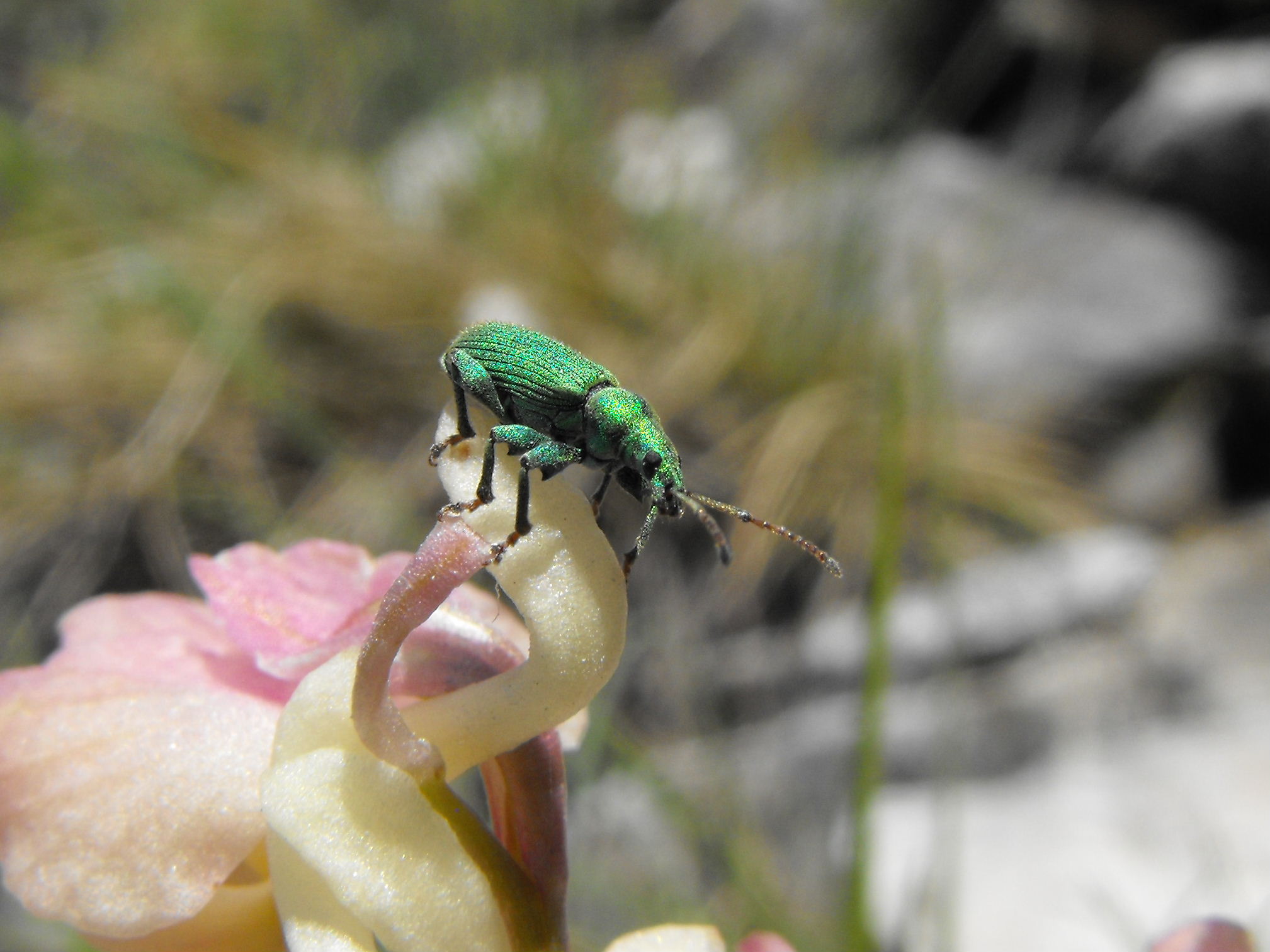 Curculionidae: Phyllobius sp.