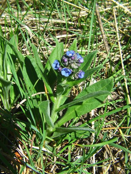 Cynoglottis barrelieri / Buglossa di Barrelier