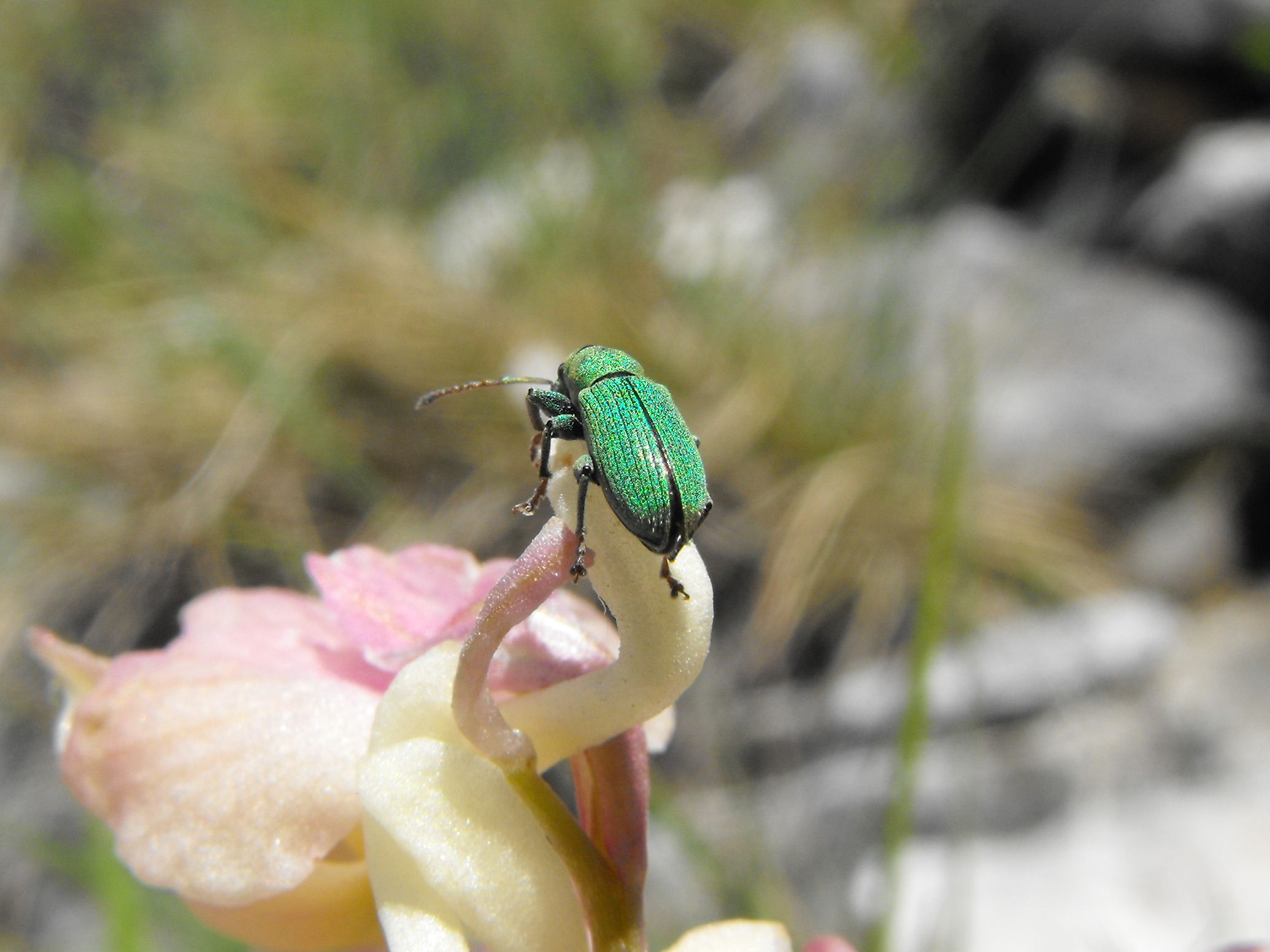 Curculionidae: Phyllobius sp.