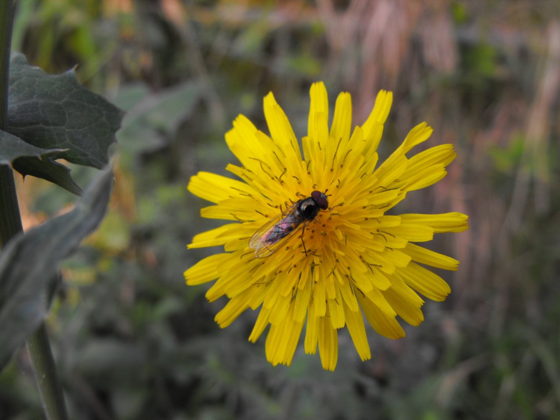 Syrphidae