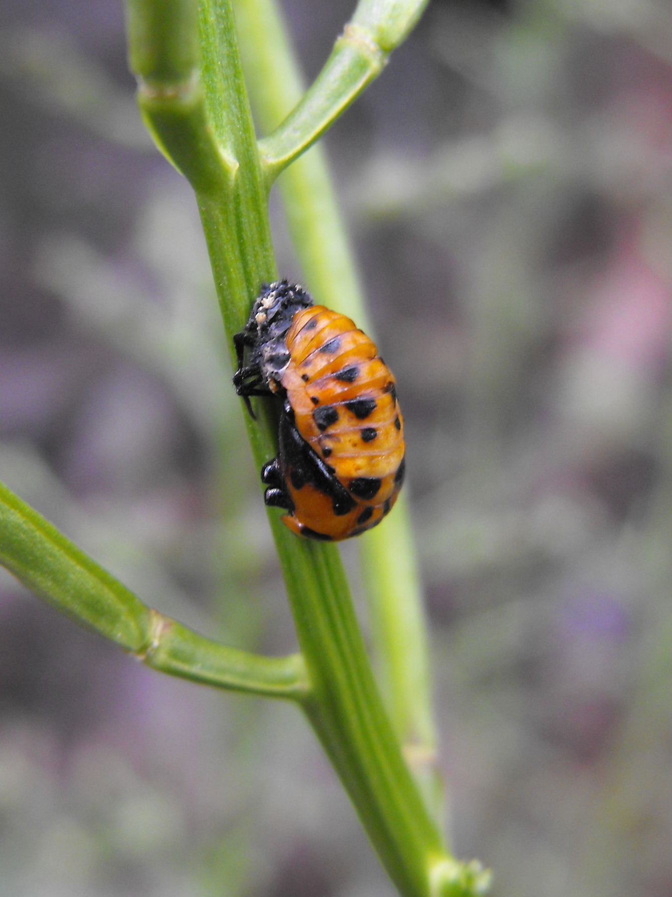 Pupa di Coccinella sectempunctata?