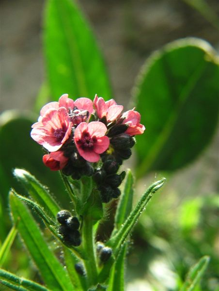 Cynoglossum officinale (Lamiles - Boraginaceae)