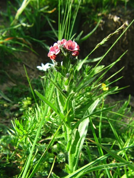 Cynoglossum officinale (Lamiles - Boraginaceae)