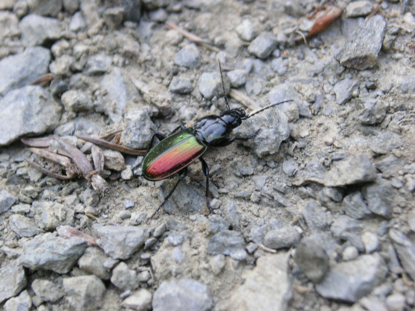 Da determinare. Carabus?