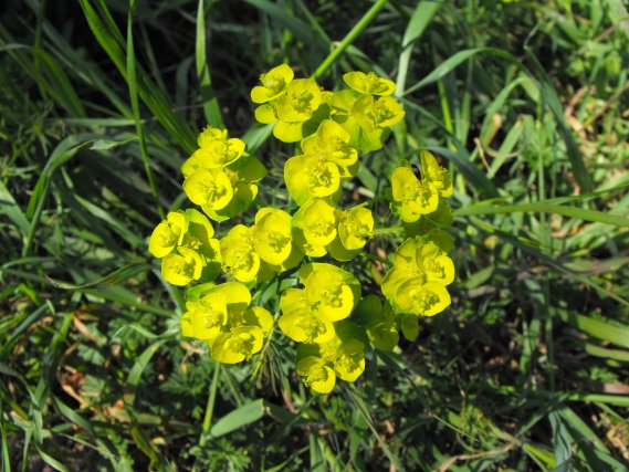 Euphorbia cyparissias