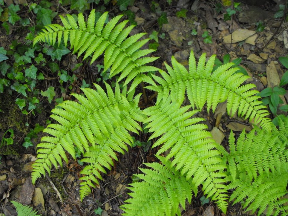 Dryopteris cambrensis / Felce del Galles