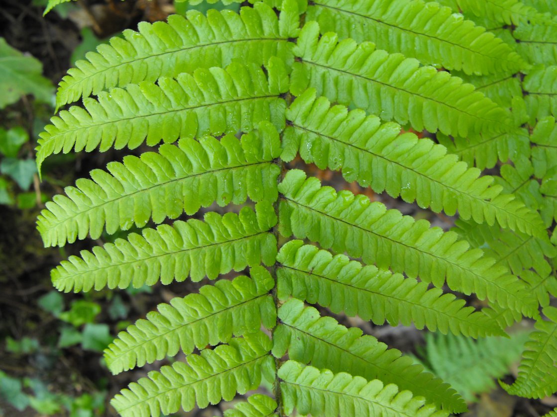 Dryopteris cambrensis / Felce del Galles