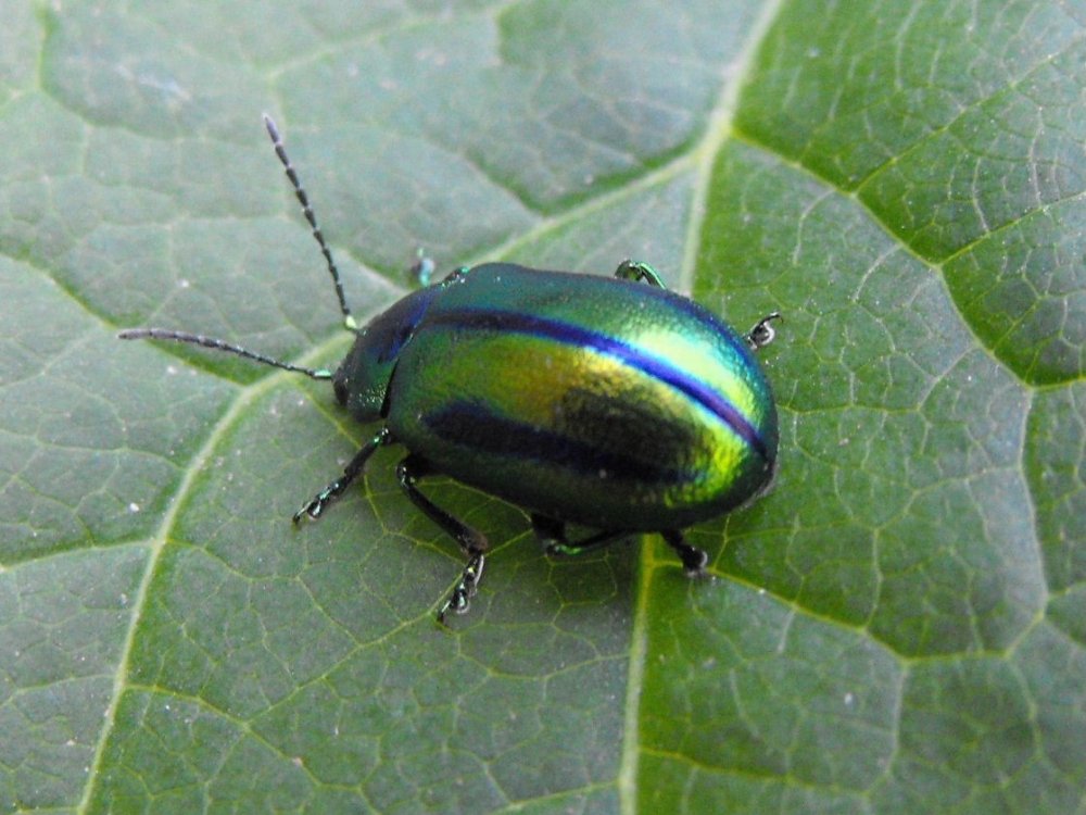 Chrysomelidae quale?