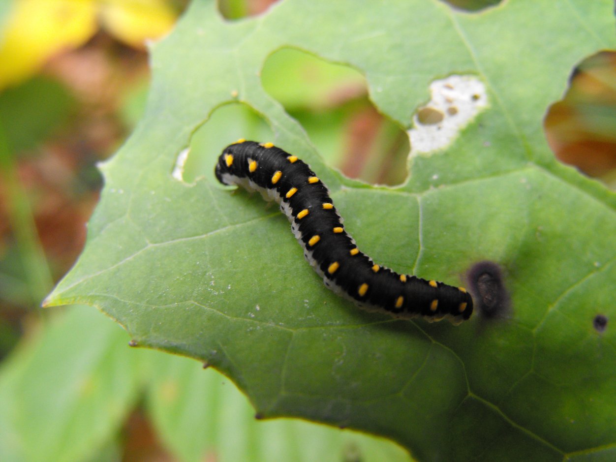 Di chi  questo bruco? - Tenthredinidae - cf. Tenthredo sp.