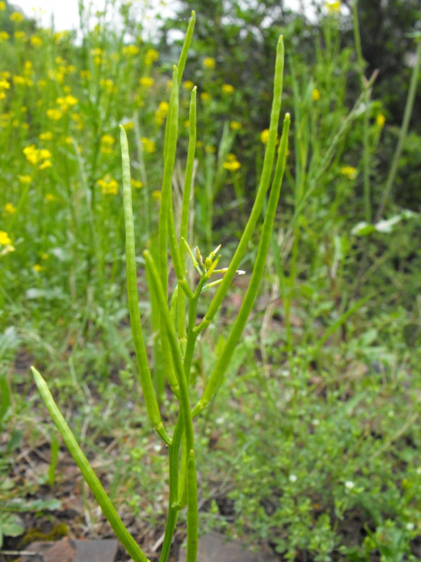 Barbarea verna / Erba di Santa Barbara vernale