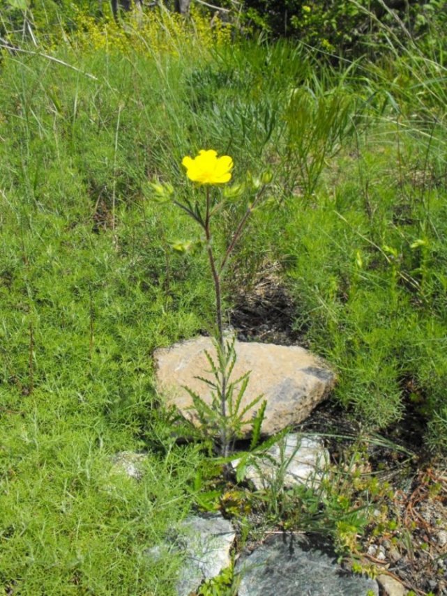 Potentilla hirta