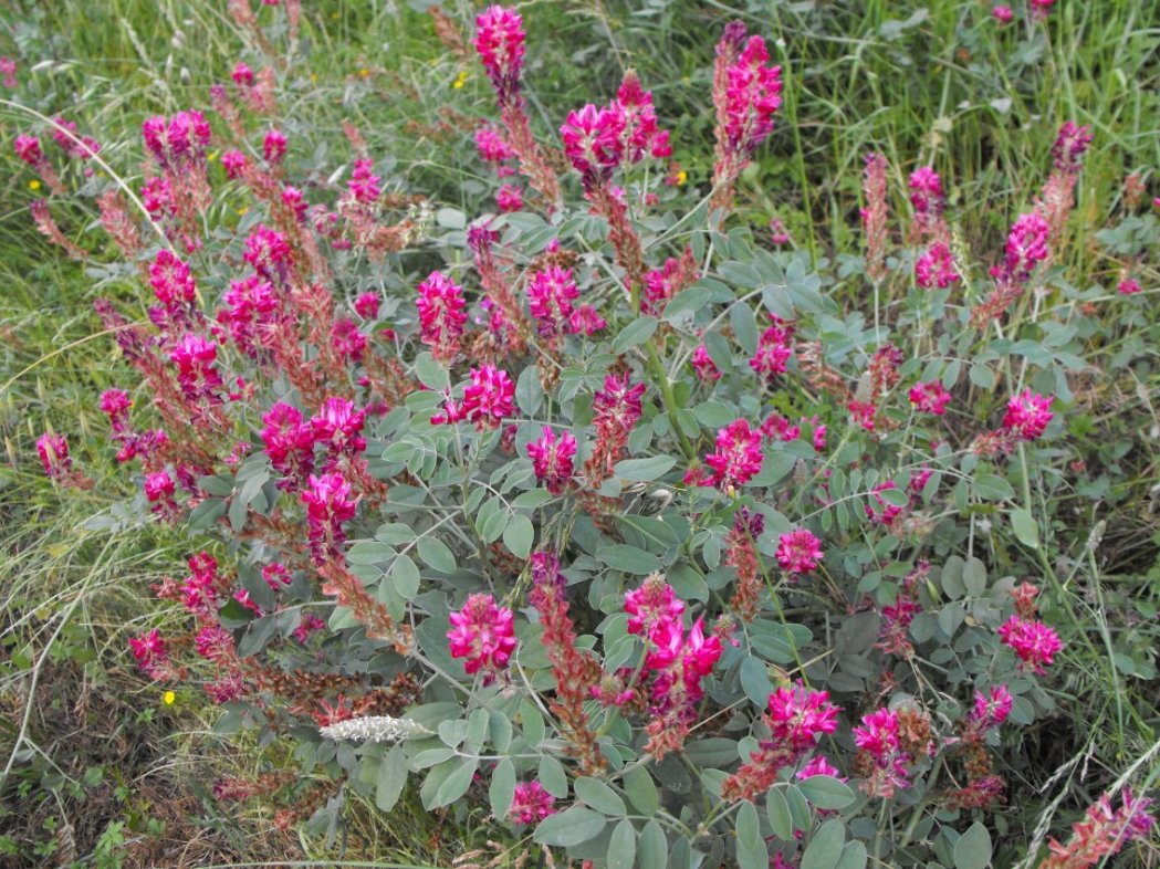 Sulla coronaria / Sulla comune