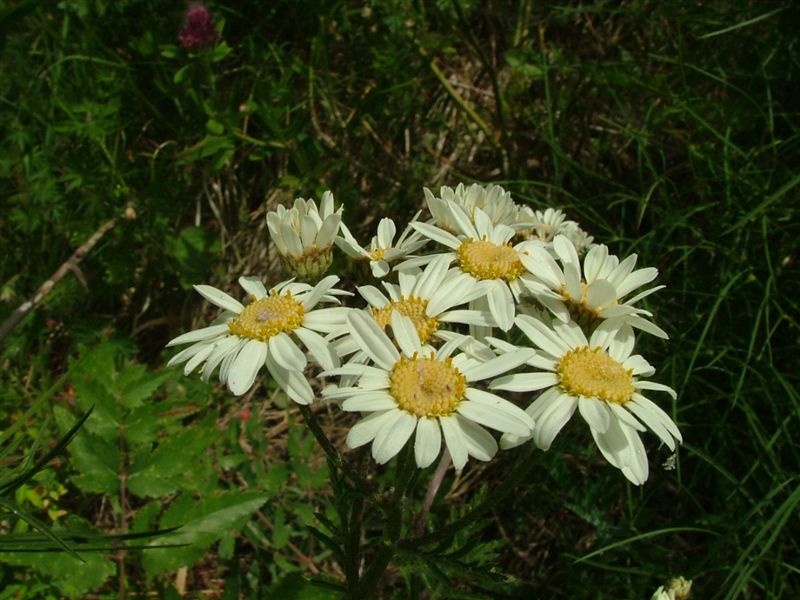 Tanacetum corymbosum