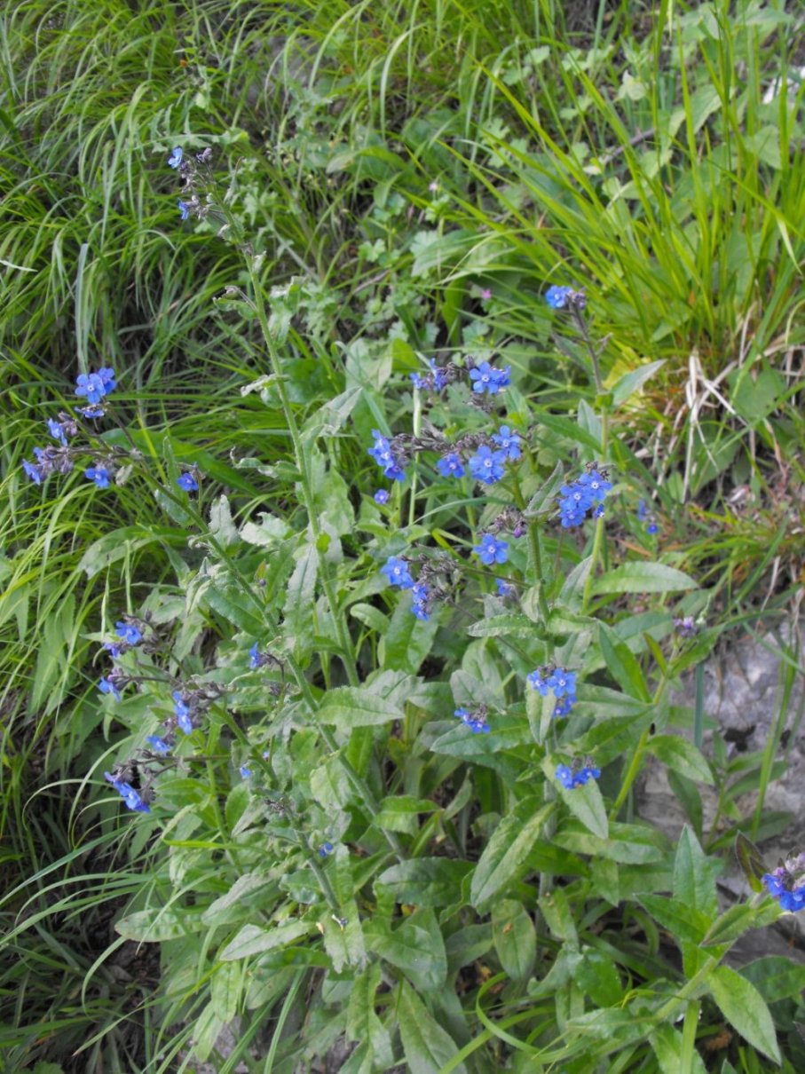 Cynoglottis barrelieri / Buglossa di Barrelier