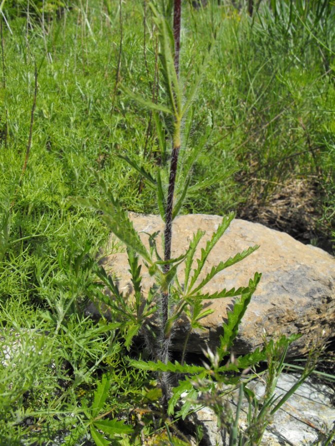 Potentilla hirta