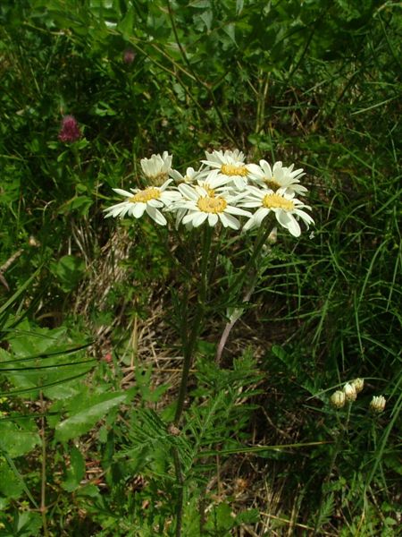 Tanacetum corymbosum