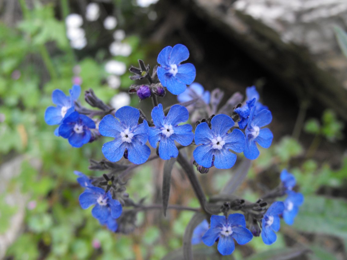 Cynoglottis barrelieri / Buglossa di Barrelier