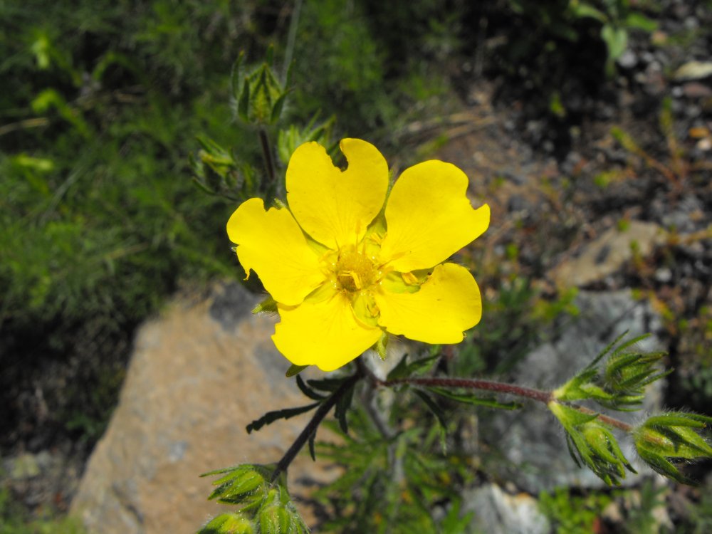 Potentilla hirta