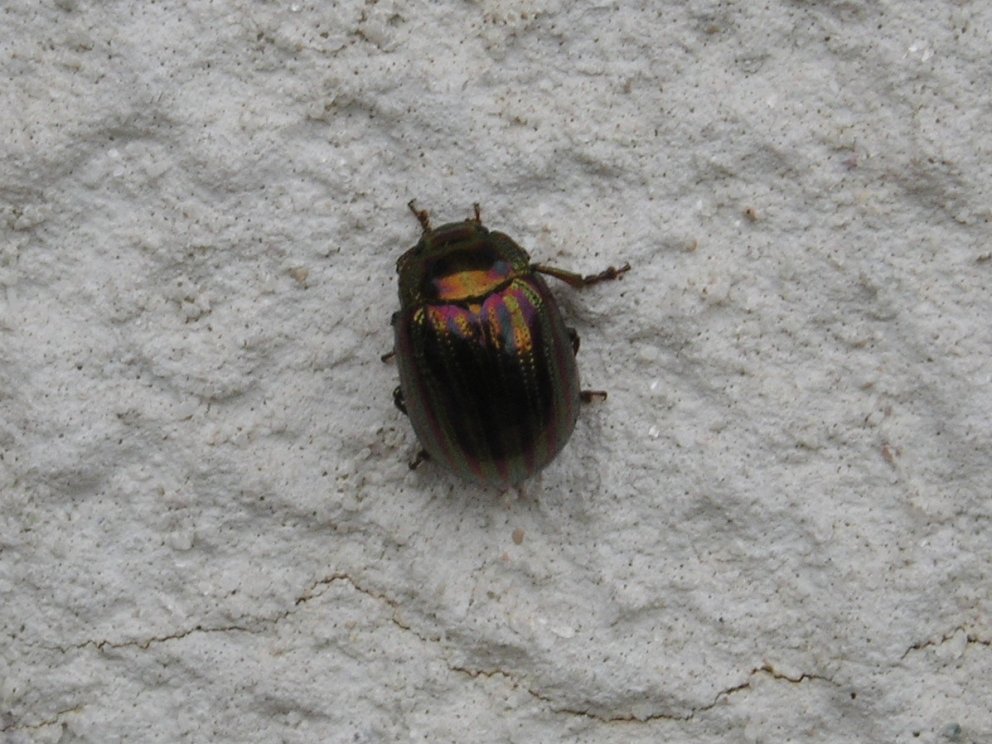 Chrysomelidae?