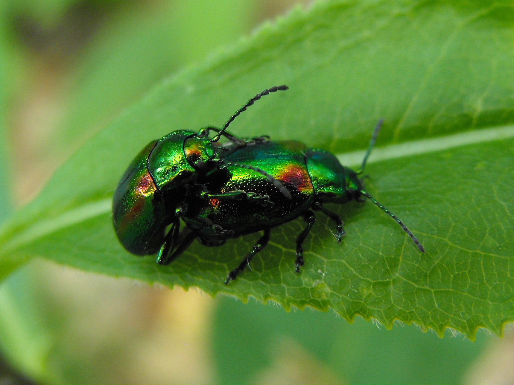 Da determinare: Oreina elegans