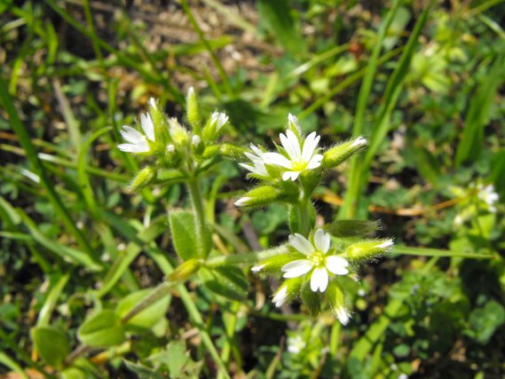 Caryophyllacea? - Cerastium glomeratum