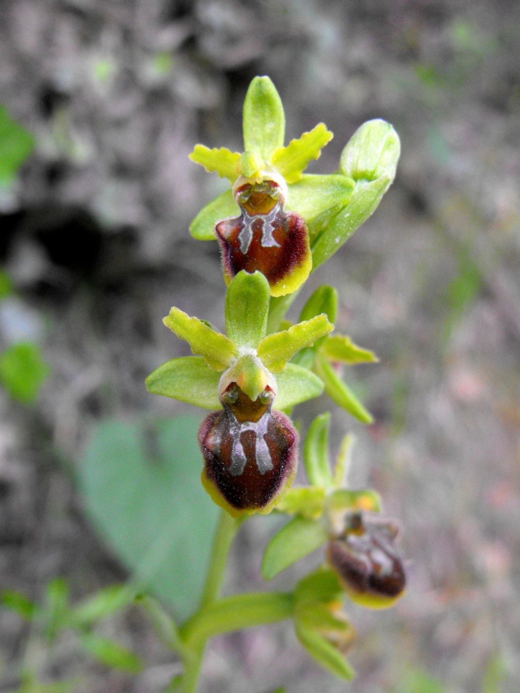 Ophrys sphegodes subsp. sphegodes