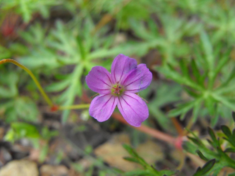 Geranium columbinum