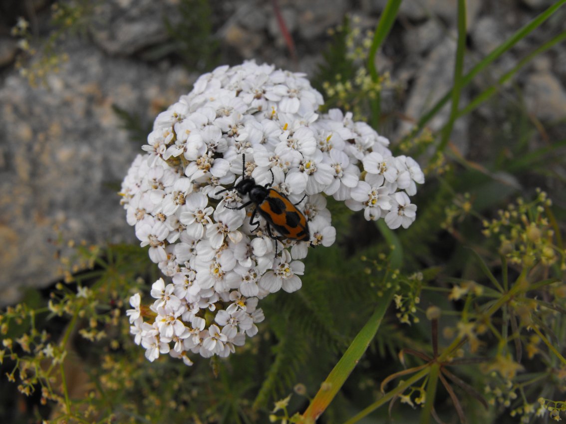 Meloidae da determinare