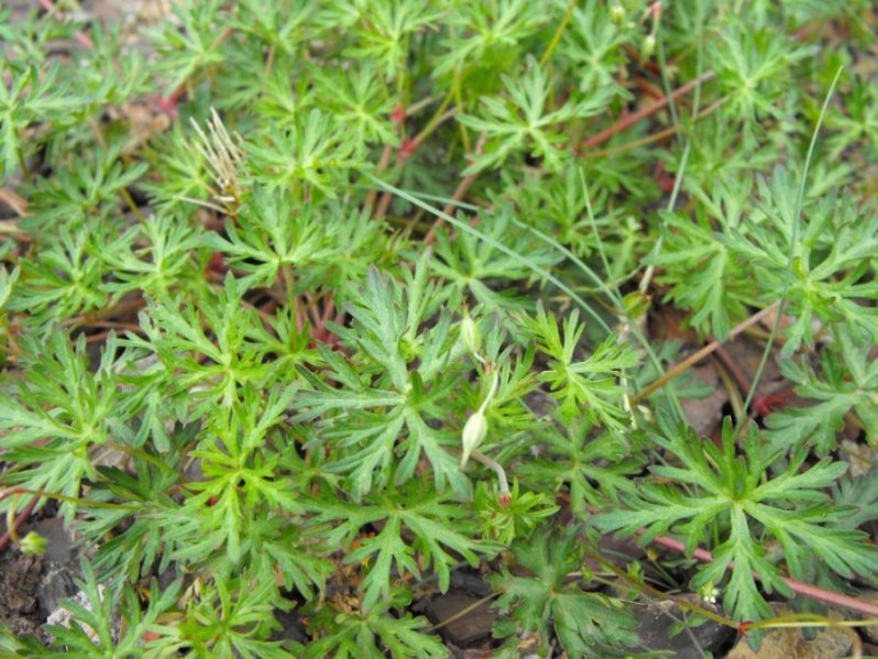 Geranium columbinum