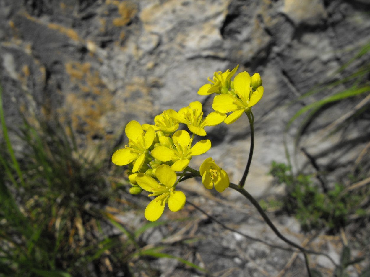 Biscutella apuana / Biscutella delle Apuane