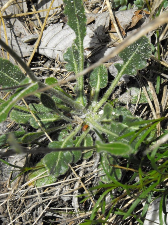 Biscutella apuana / Biscutella delle Apuane