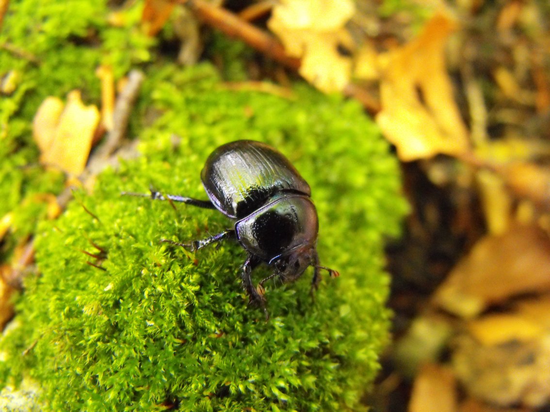 Scarabeidae da determinare