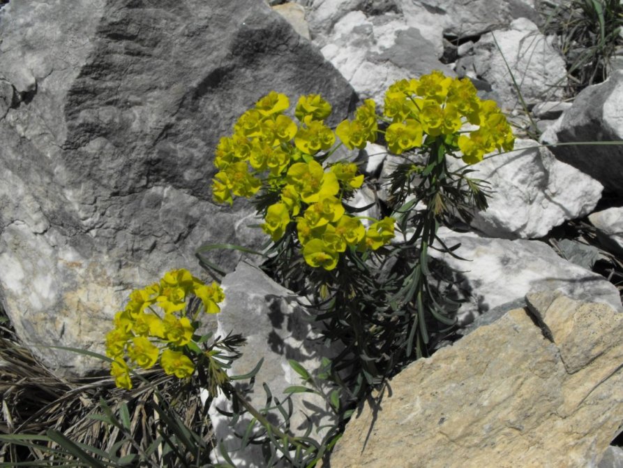 Euphorbia cyparissias