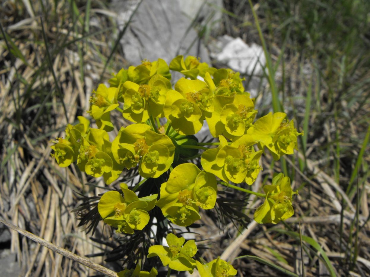 Euphorbia cyparissias