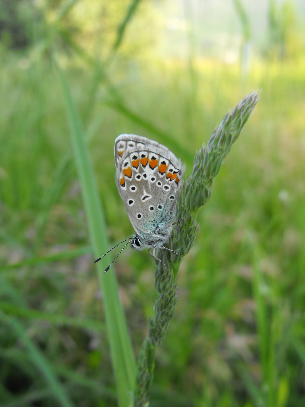 Lysandra bellargus?