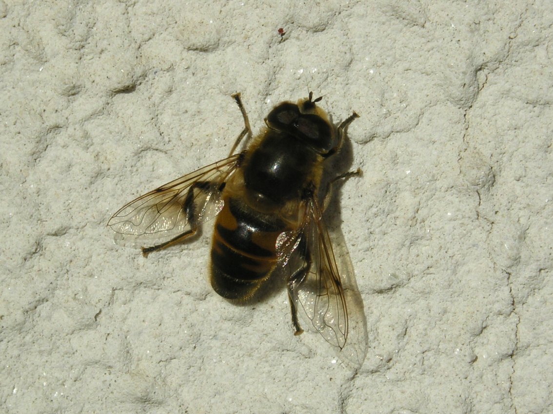 Eristalis tenax  (Syrphidae).