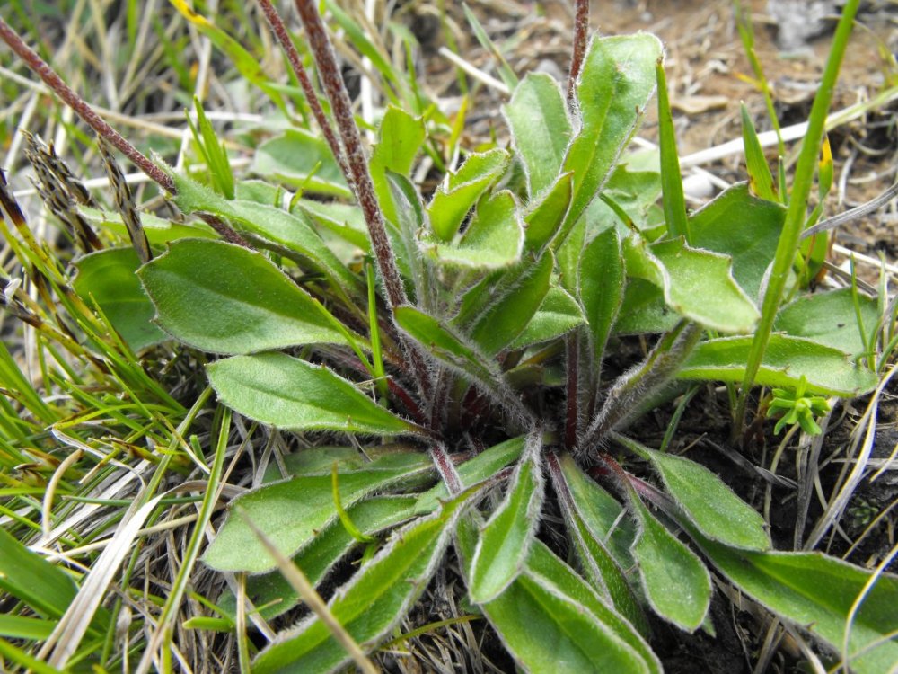 Bellidiastrum michelii / Astro falsa-pratolina