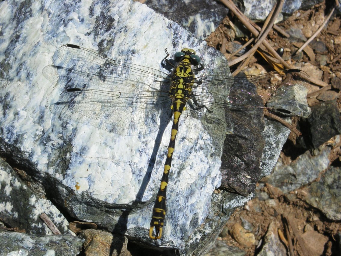 Onychogomphus uncatus?