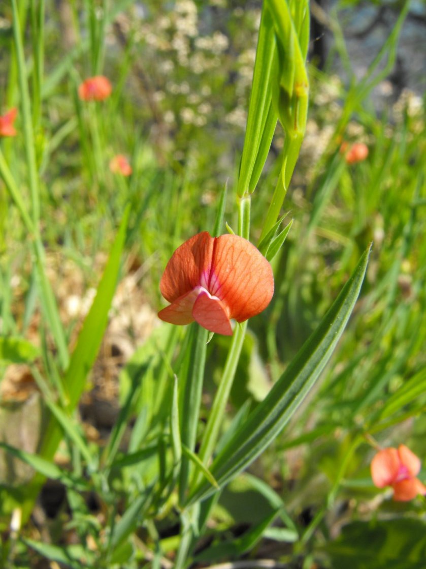 Lathyrus setifolius / Cicerchia capillare